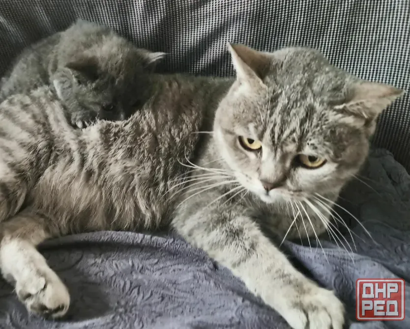 Шотландский котёнок Донецк - изображение 2