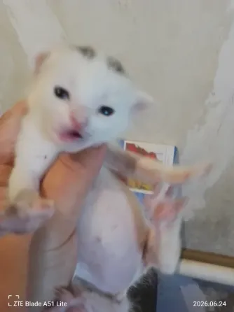 Отдам котят Донецк