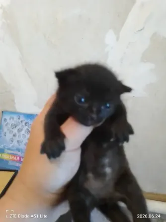 Отдам котят Донецк