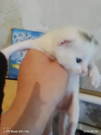 Отдам котят Донецк