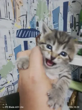 Отдам котят Донецк
