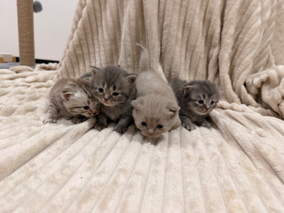Открыт резерв на котят Донецк