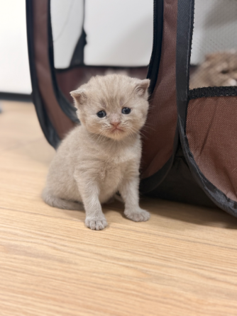 Открыт резерв на котят Донецк