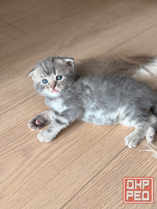 Открыт резерв на котят Донецк - изображение 6