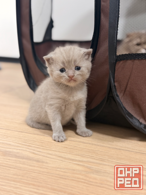 Открыт резерв на котят Донецк - изображение 4
