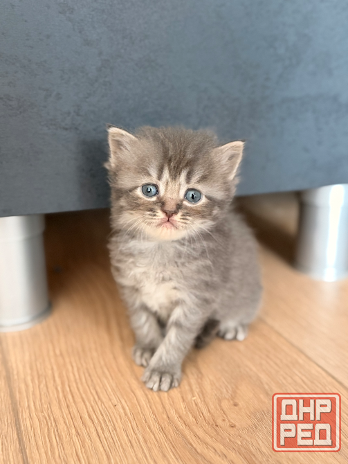 Открыт резерв на котят Донецк - изображение 7