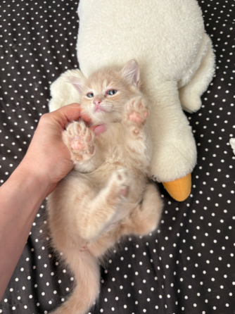 Котята в добрые руки Донецк