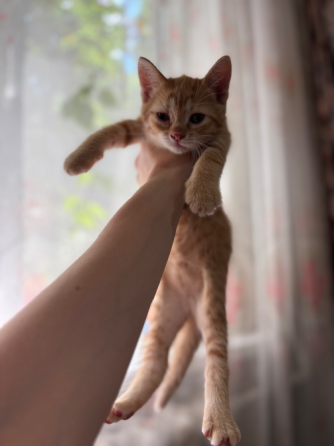 Котята в добрые руки Донецк