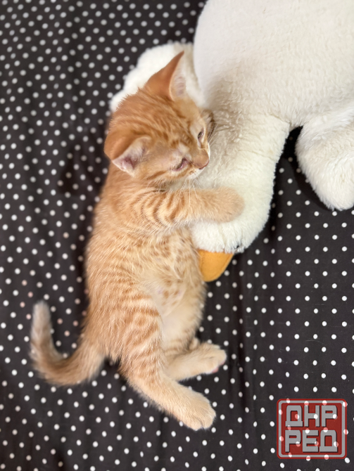 Котята в добрые руки Донецк - изображение 4
