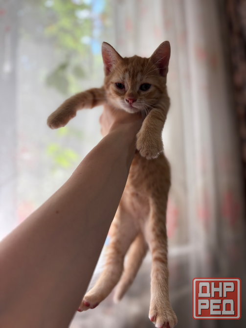 Котята в добрые руки Донецк - изображение 3