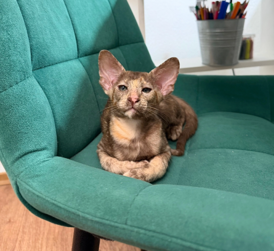 Ориентальный котёнок Донецк