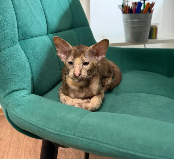Ориентальный котёнок Донецк