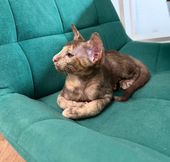 Ориентальный котёнок Донецк