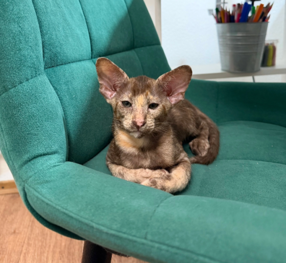 Ориентальный котёнок Донецк