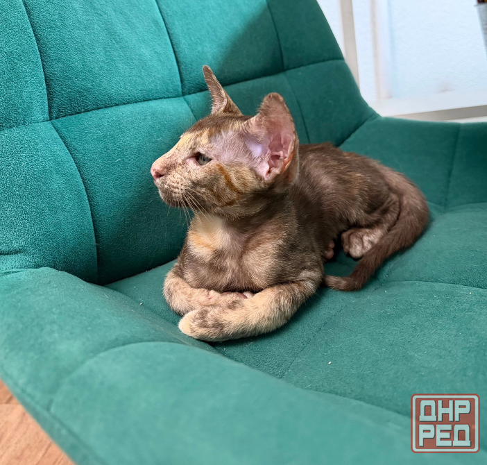 Ориентальный котёнок Донецк - изображение 6