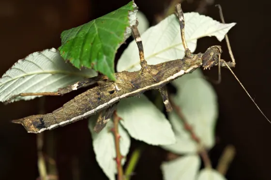 Палочники Sungaya aeta и Phaenopharos khaoyaiensis Донецк