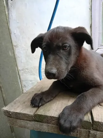 Щенок Донецк