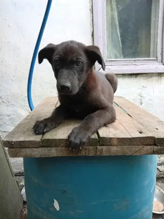 Щенок Донецк