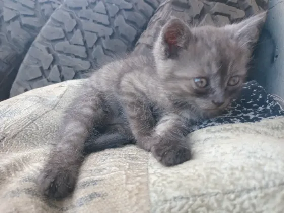 Отдам милого котёнка в хорошие руки Донецк