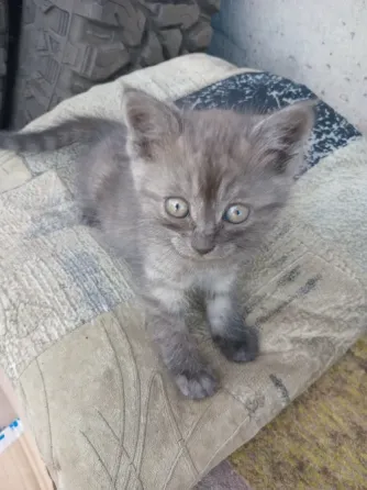 Отдам милого котёнка в хорошие руки Донецк