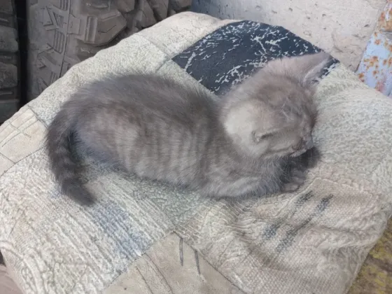Отдам милого котёнка в хорошие руки Донецк