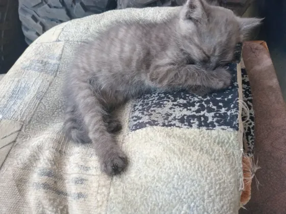Отдам милого котёнка в хорошие руки Донецк
