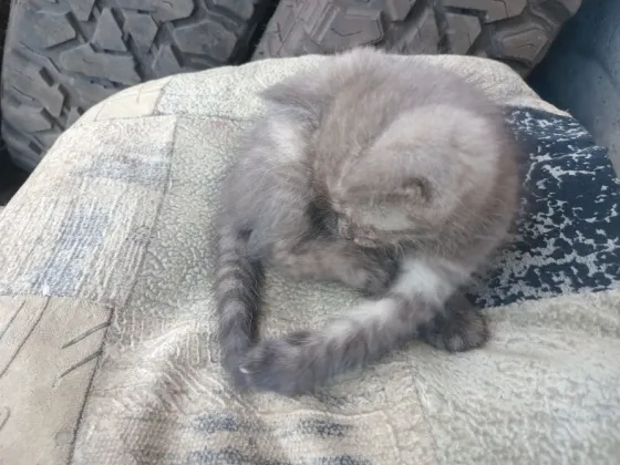 Отдам милого котёнка в хорошие руки Донецк