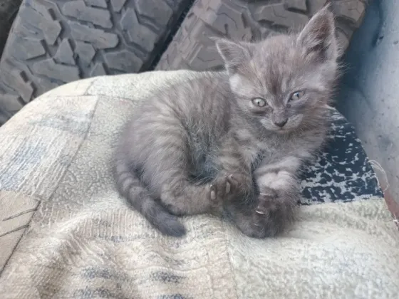 Отдам милого котёнка в хорошие руки Донецк