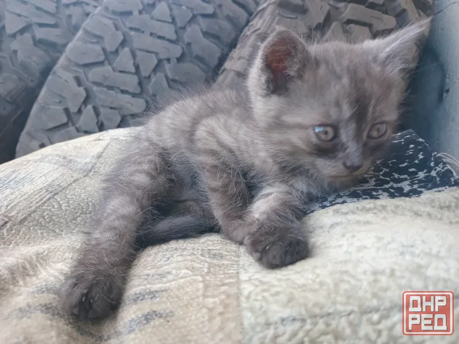 Отдам милого котёнка в хорошие руки Донецк - изображение 3