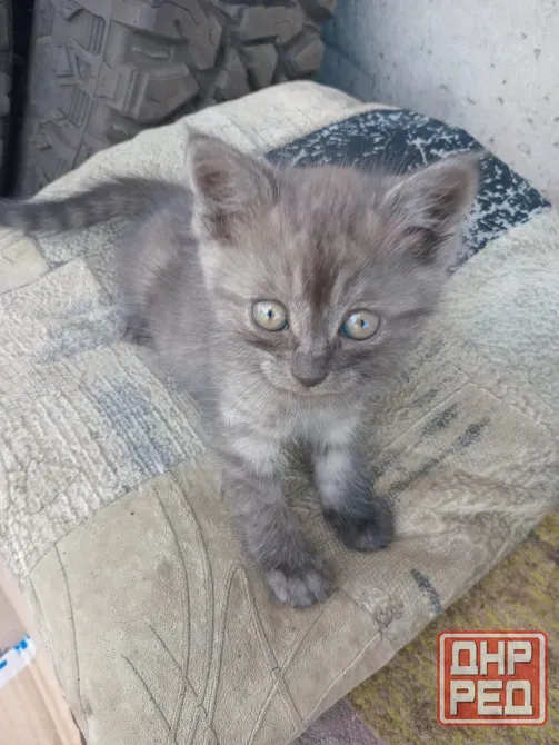 Отдам милого котёнка в хорошие руки Донецк - изображение 1