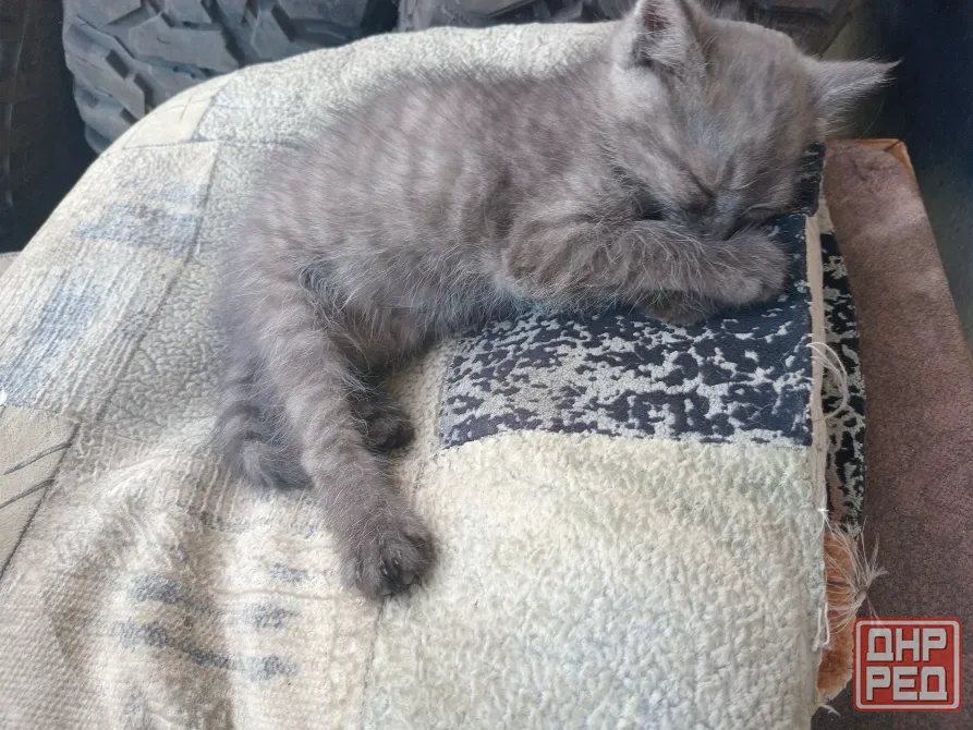 Отдам милого котёнка в хорошие руки Донецк - изображение 2