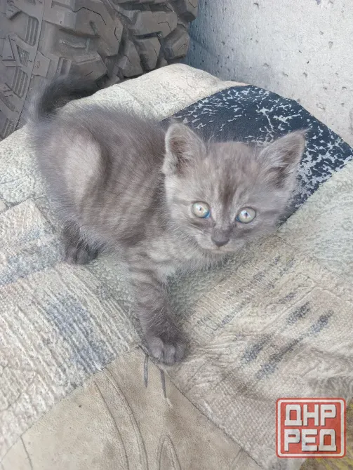 Отдам милого котёнка в хорошие руки Донецк - изображение 7