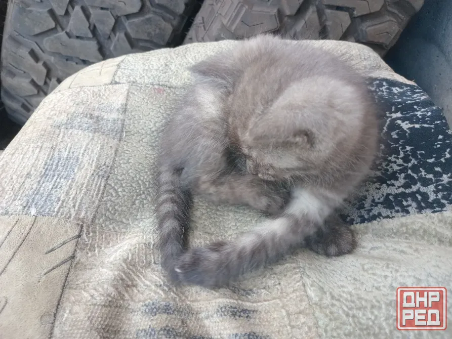Отдам милого котёнка в хорошие руки Донецк - изображение 6