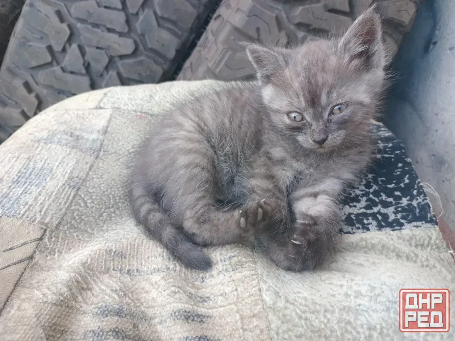 Отдам милого котёнка в хорошие руки Донецк - изображение 4
