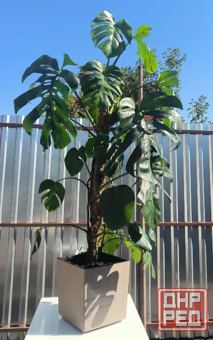 Монстера делицыоза Донецк - изображение 3