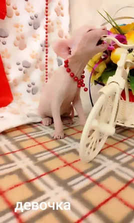 Сфинкс Донецк
