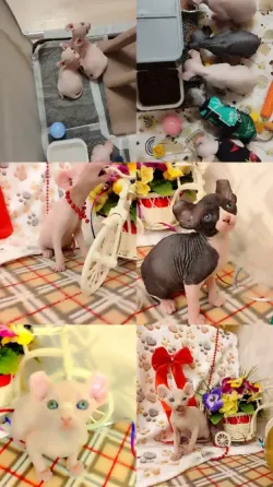 Сфинкс Донецк