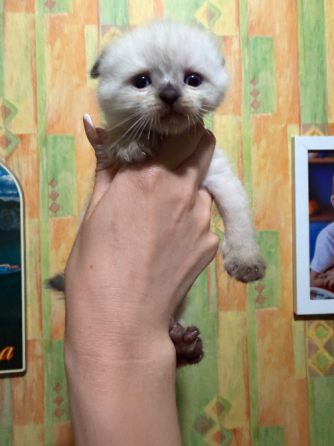 Шотландские котята Донецк