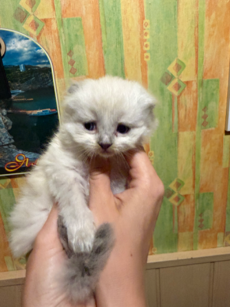 Шотландские котята Донецк