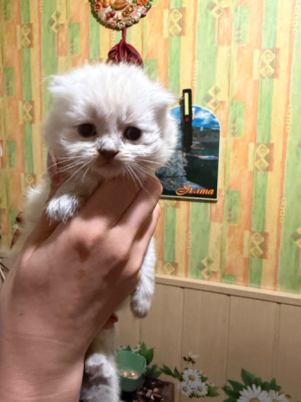 Шотландские котята Донецк