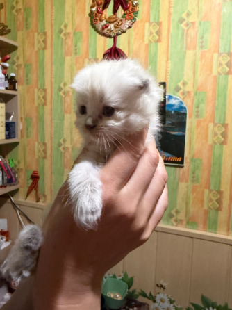 Шотландские котята Донецк
