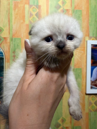 Шотландские котята Донецк