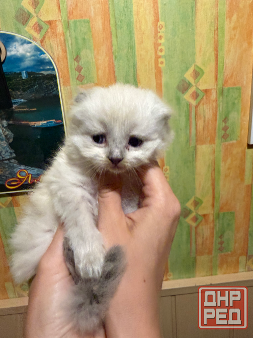 Шотландские котята Донецк - изображение 3