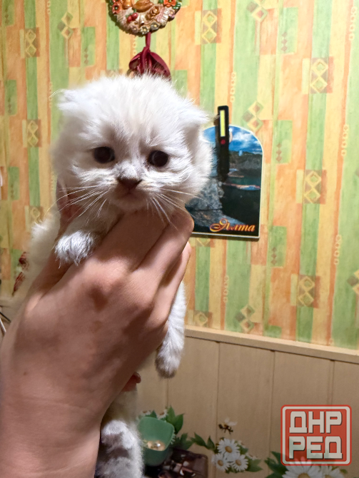 Шотландские котята Донецк - изображение 1