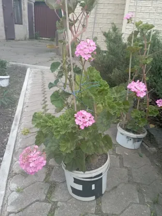 Каланхоэ, герань, мята, георгина Донецк