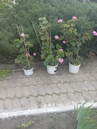 Каланхоэ, герань, мята, георгина Донецк
