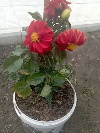 Каланхоэ, герань, мята, георгина Донецк