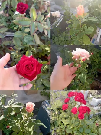 Эустома, роза-букет, Каланхоэ, герань, авокадо, педилантус, виола Донецк