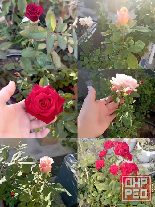 Эустома, роза-букет, Каланхоэ, герань, авокадо, педилантус, виола Донецк - изображение 8