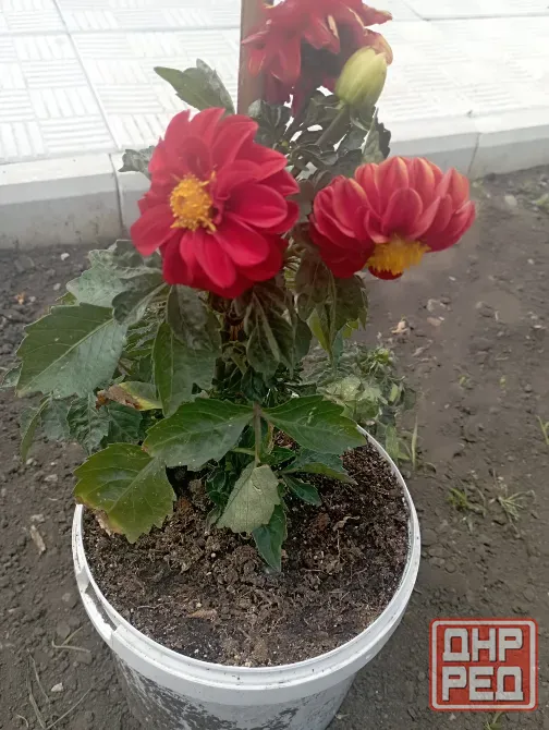 Каланхоэ, герань, мята, георгина Донецк - изображение 3